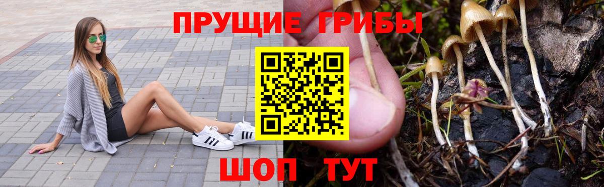 Псилоцибиновые грибы Cubensis Вязники